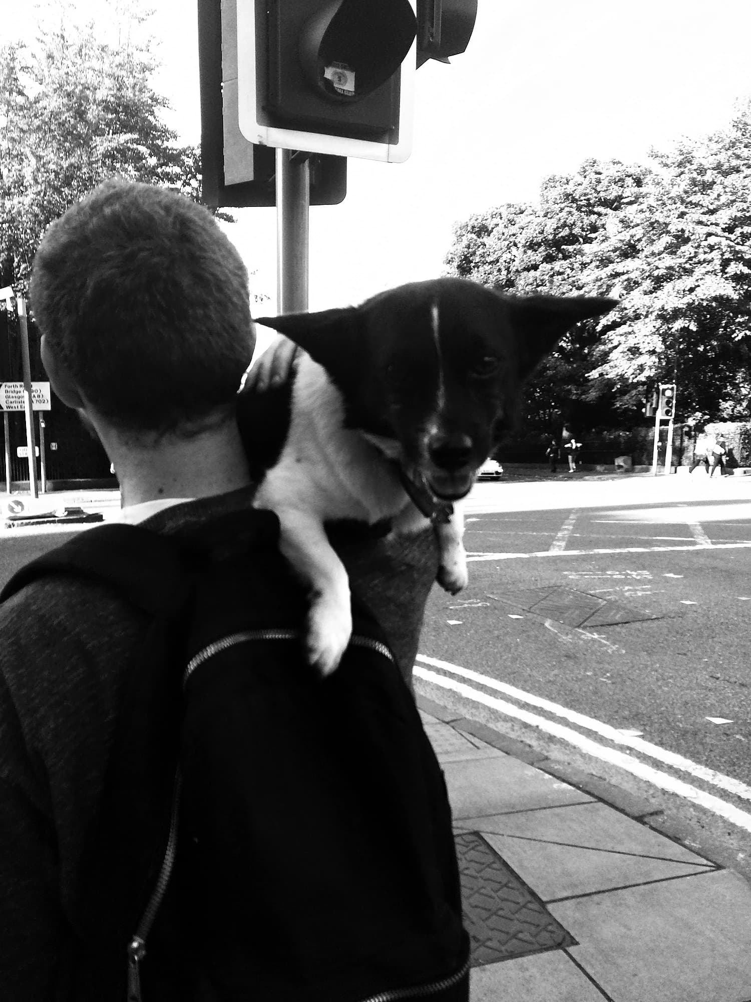 Black-and-white photo of a dog being carried on a shoulder.