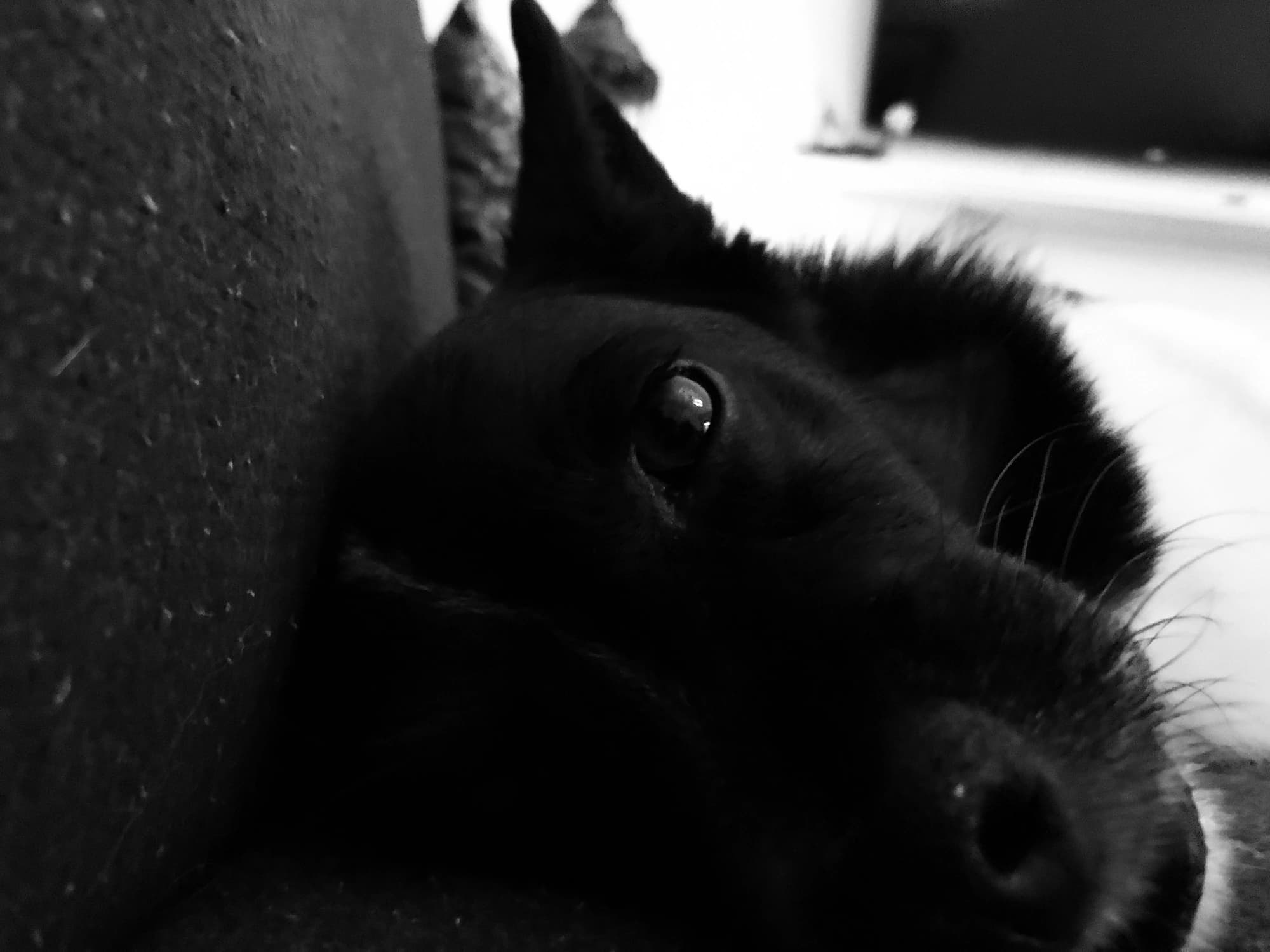 Black-and-white photo of a dog looking thoughtfully toward the camera.