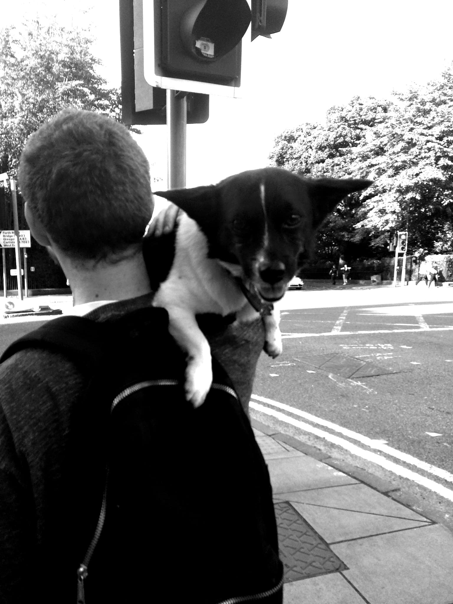 Black-and-white photo of a dog being carried on a shoulder.